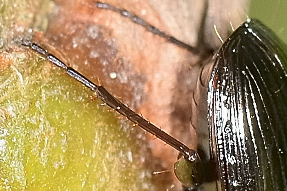 Pterostichus vernalis, Carabidae